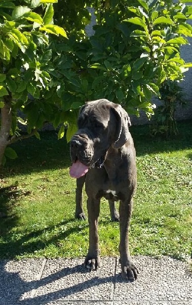 Lana du jardin royal