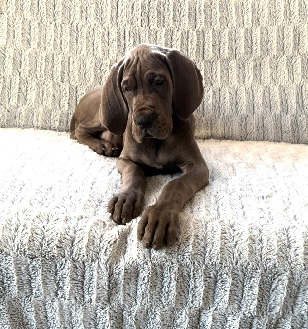 du jardin royal - Chiots disponibles - Dogue allemand