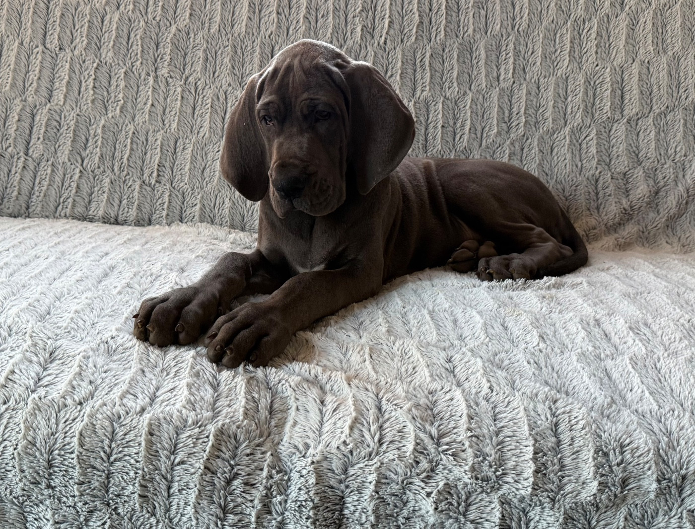 du jardin royal - Chiots disponibles - Dogue allemand