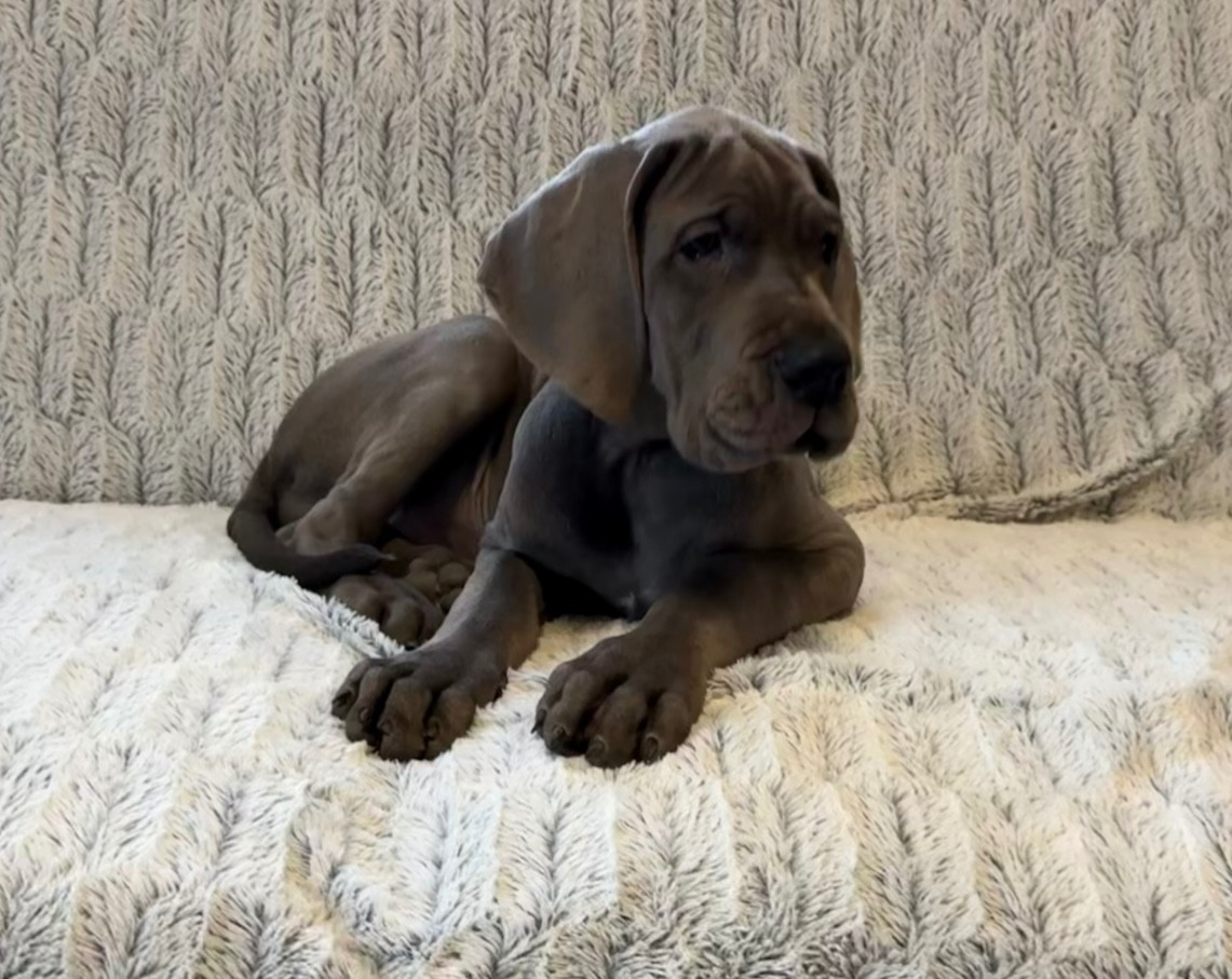 du jardin royal - Chiots disponibles - Dogue allemand