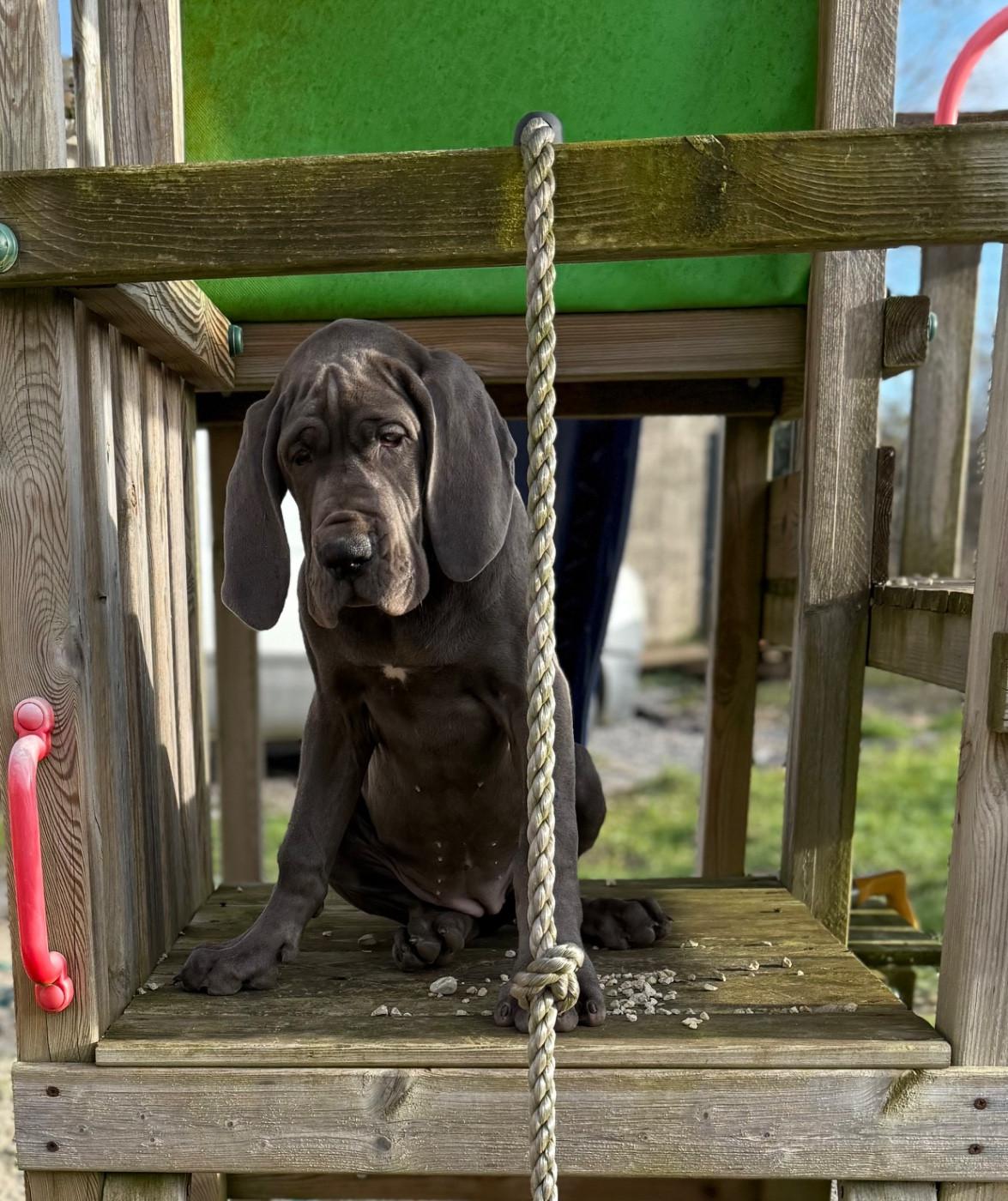 du jardin royal - Chiots disponibles - Dogue allemand