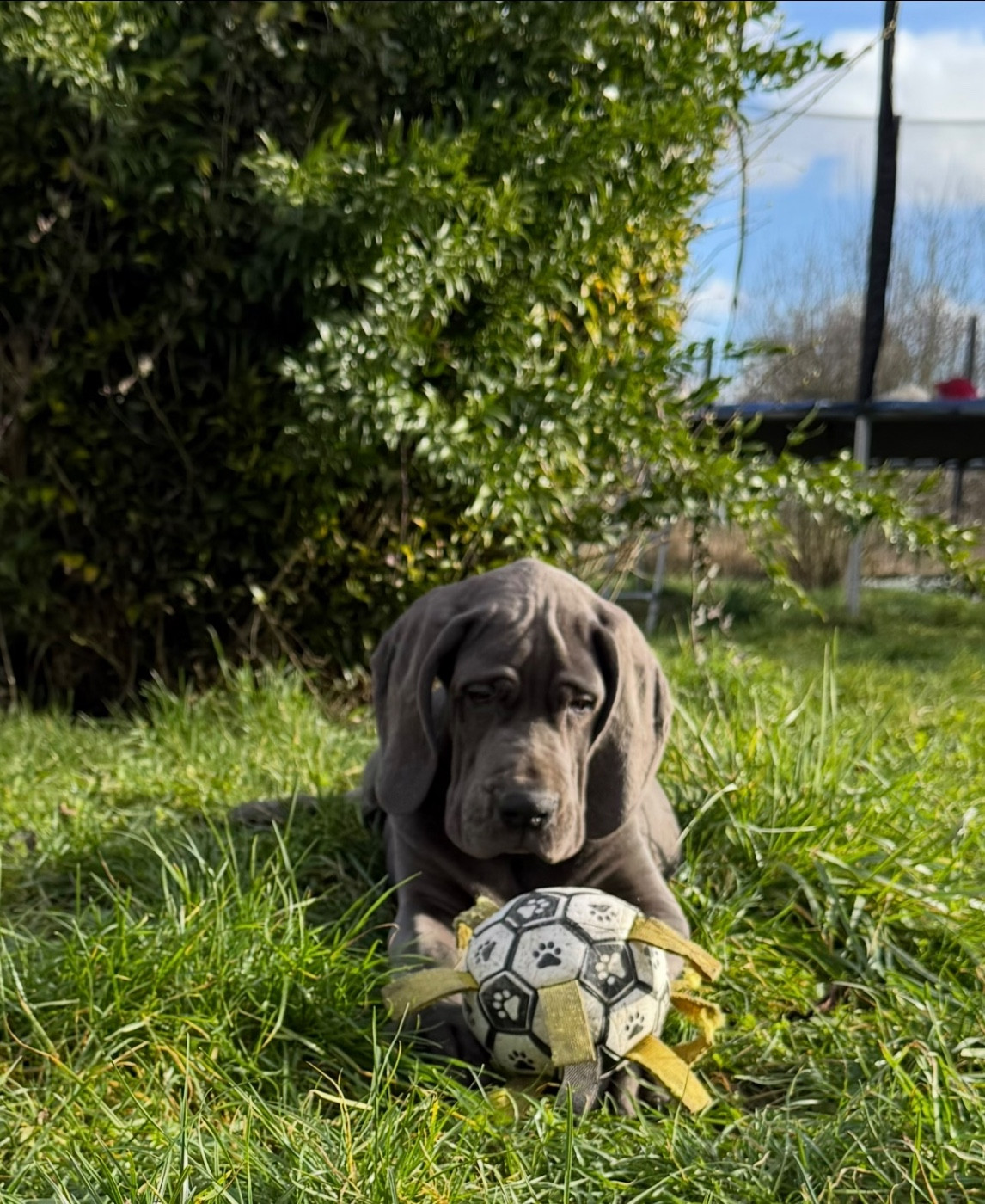 du jardin royal - Chiots disponibles - Dogue allemand