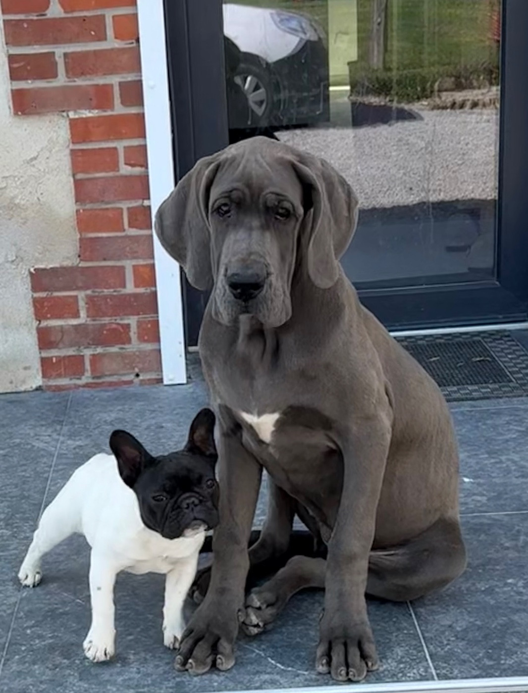 du jardin royal - Chiots disponibles - Dogue allemand