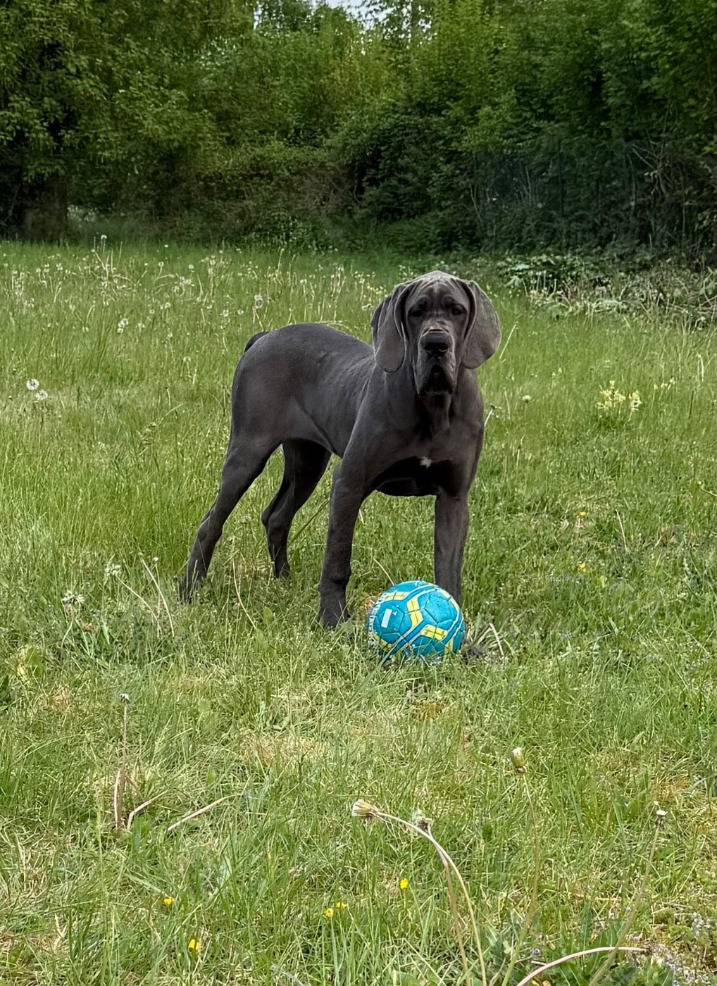du jardin royal - Chiots disponibles - Dogue allemand