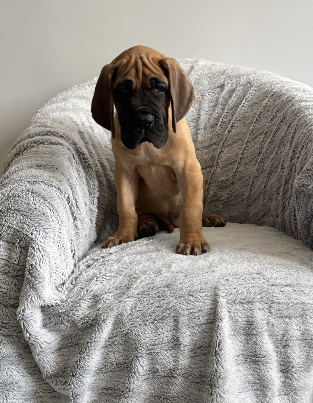 du jardin royal - Chiots disponibles - Dogue allemand