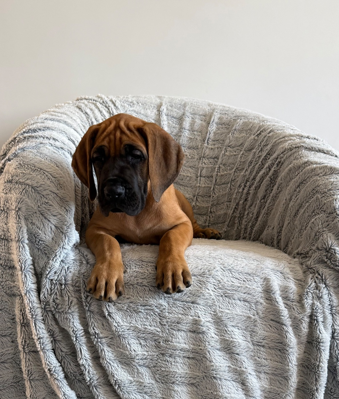 du jardin royal - Chiots disponibles - Dogue allemand