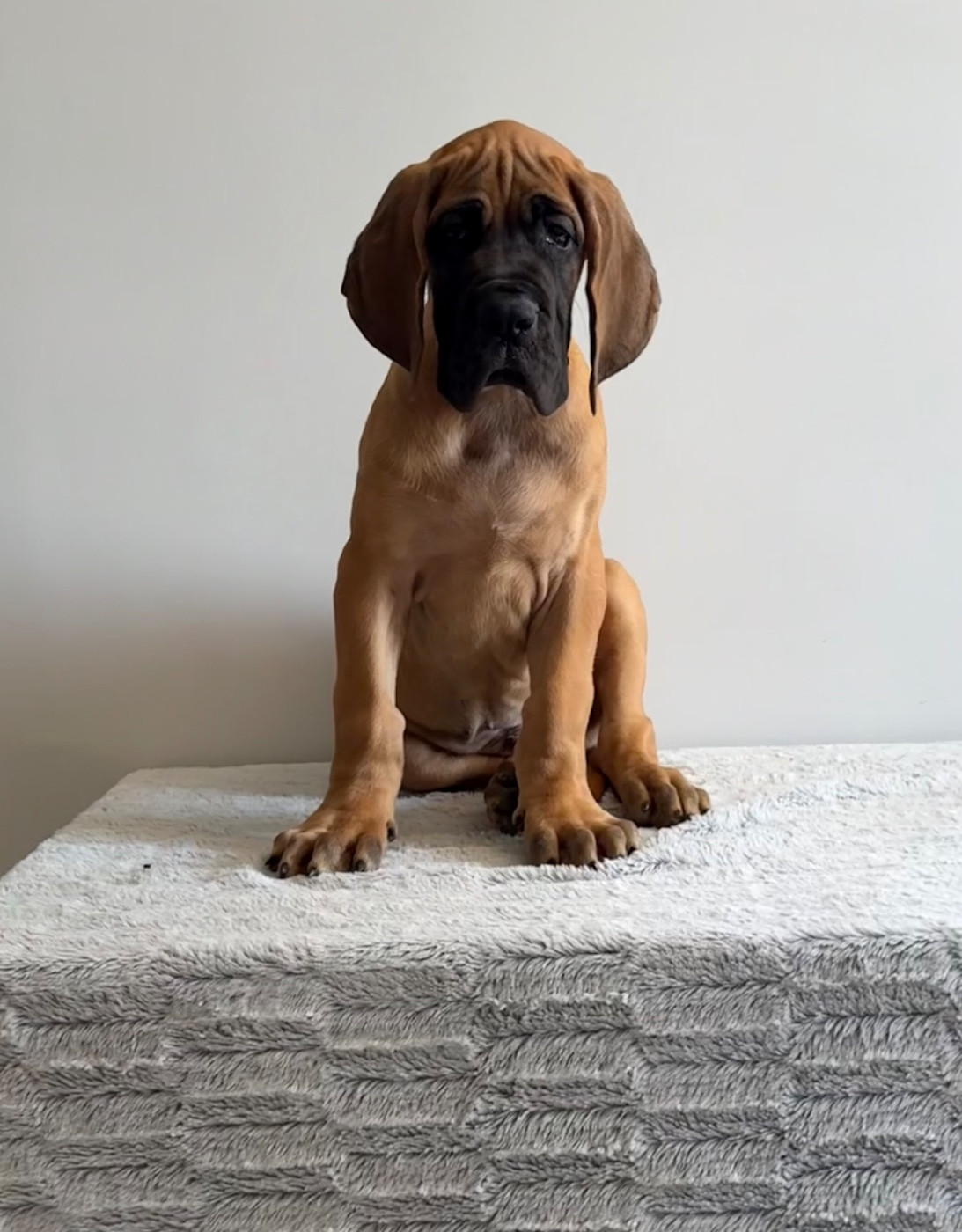 du jardin royal - Chiots disponibles - Dogue allemand