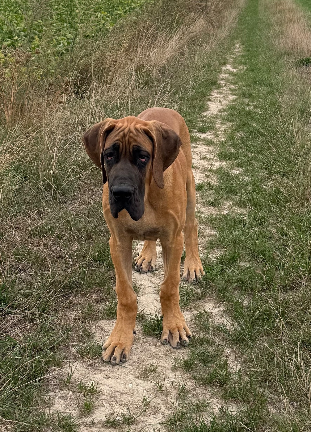 du jardin royal - Chiots disponibles - Dogue allemand