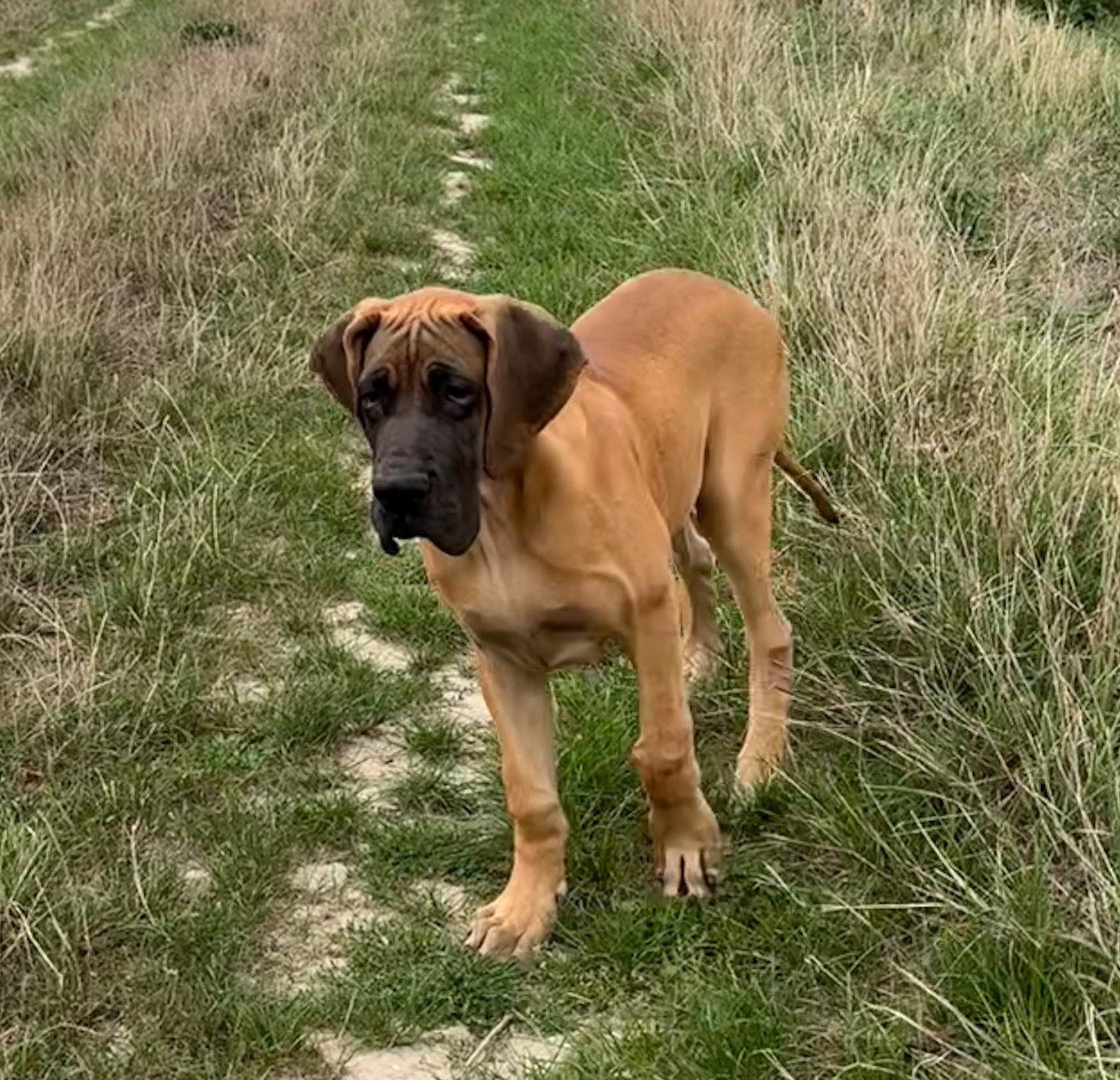 du jardin royal - Chiots disponibles - Dogue allemand