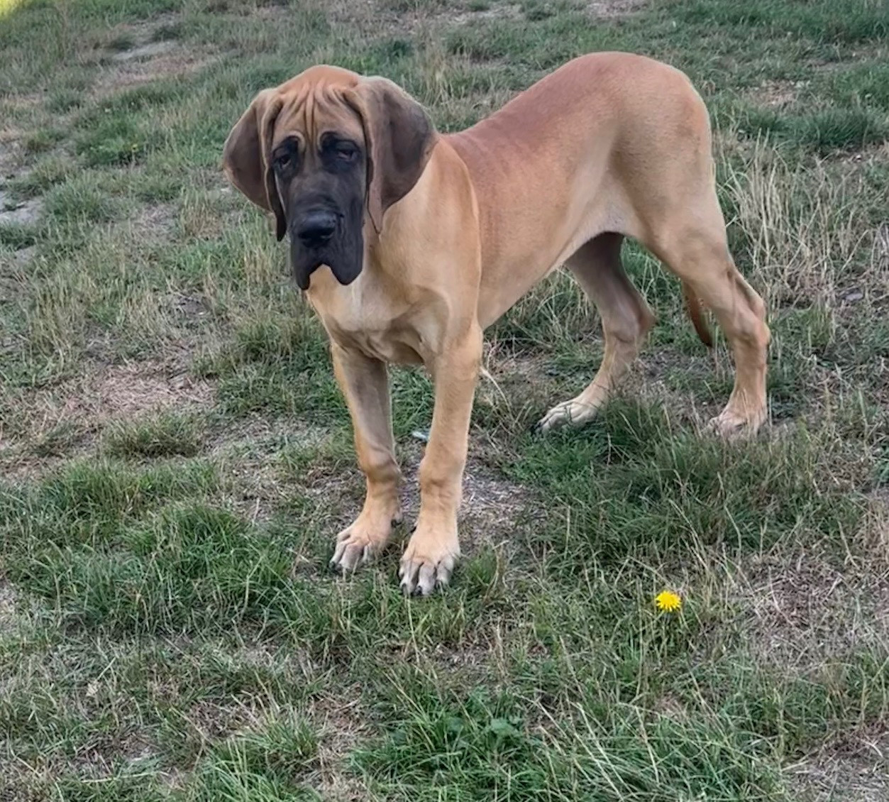 du jardin royal - Chiots disponibles - Dogue allemand