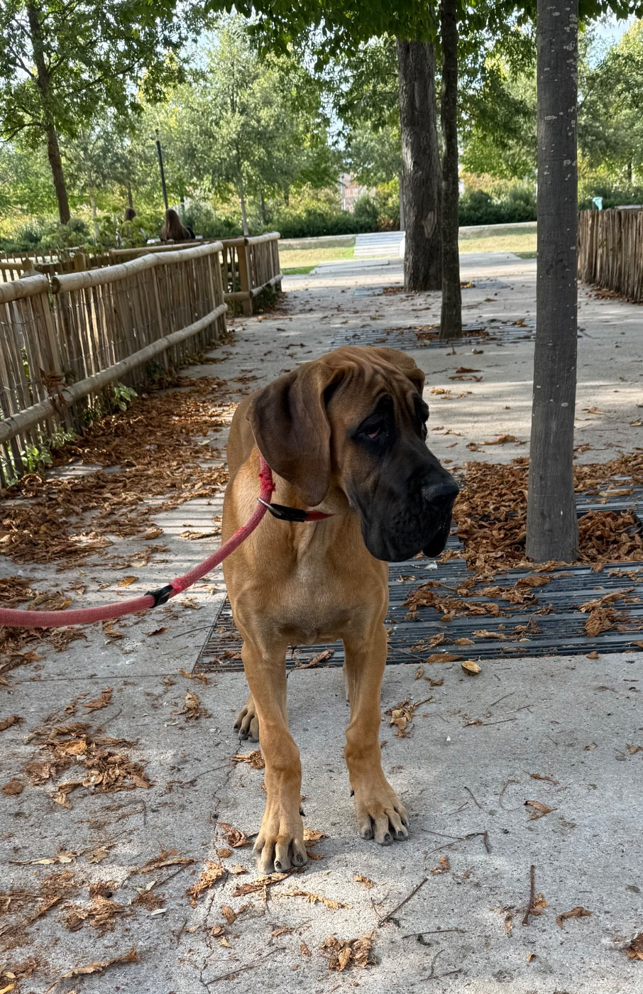 du jardin royal - Chiots disponibles - Dogue allemand