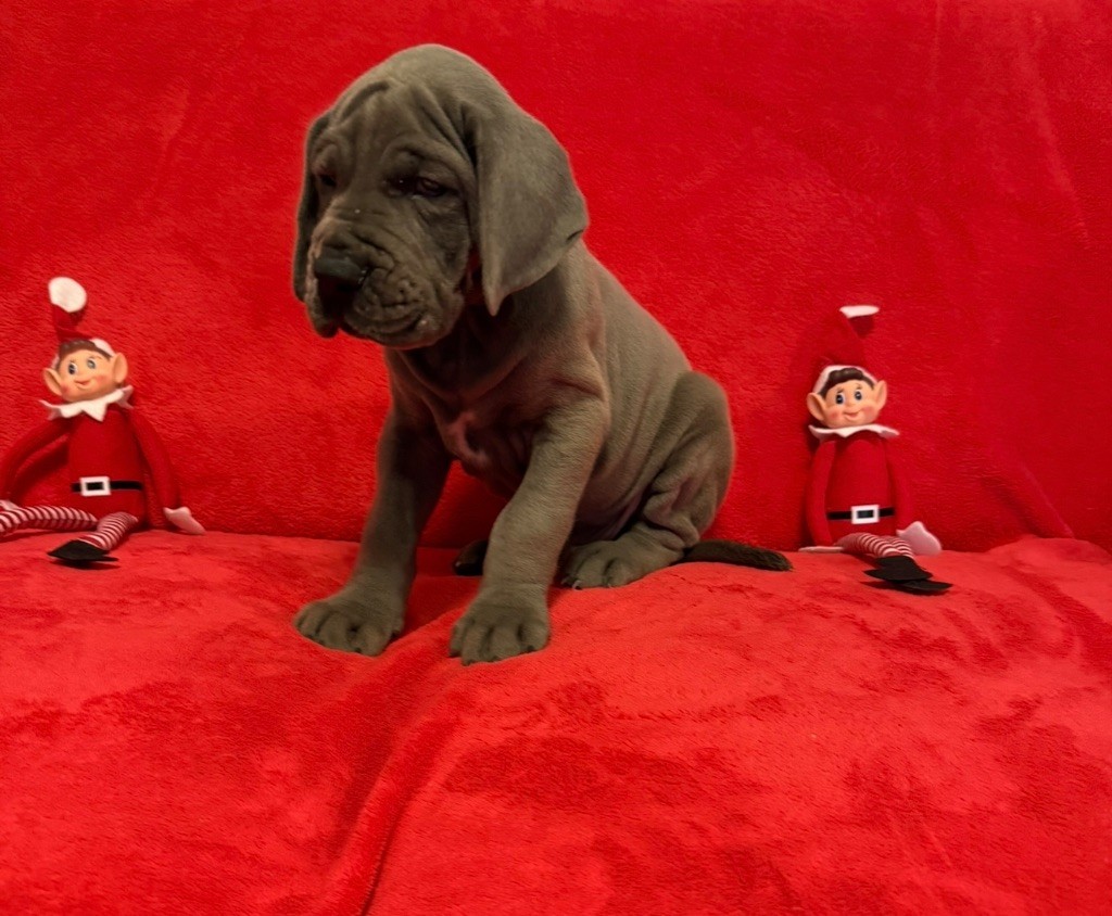 du jardin royal - Chiots disponibles - Dogue allemand