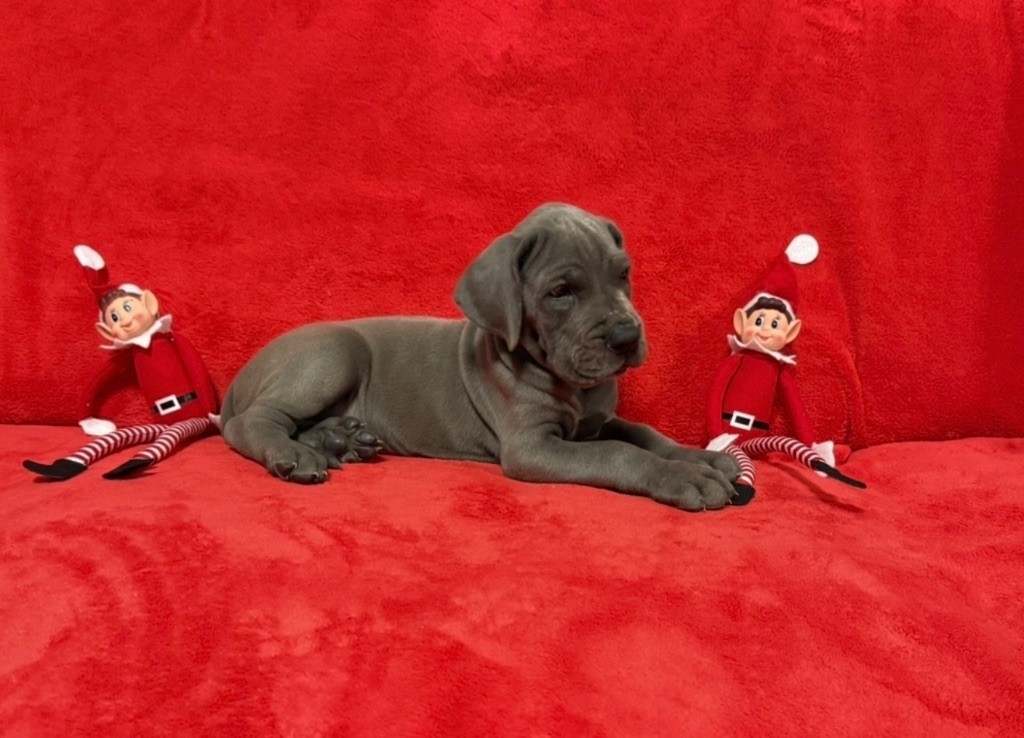 du jardin royal - Chiots disponibles - Dogue allemand