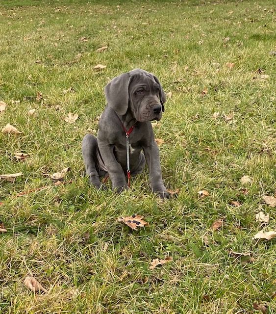 du jardin royal - Chiots disponibles - Dogue allemand