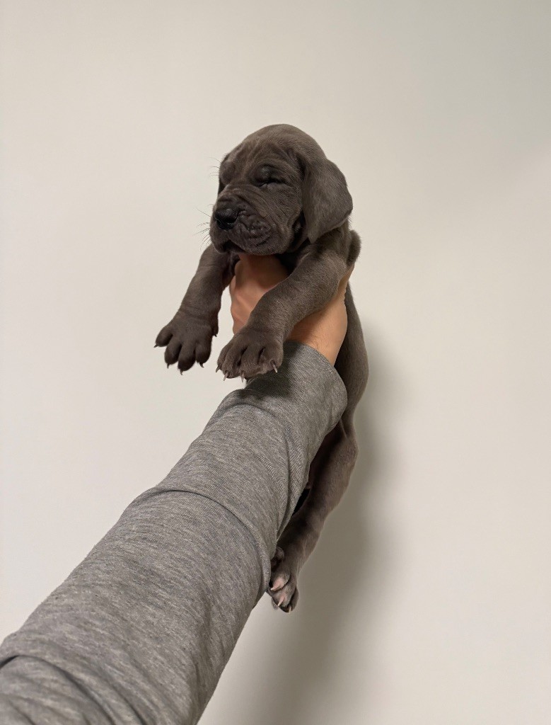 du jardin royal - Dogue allemand - Portée née le 21/10/2025