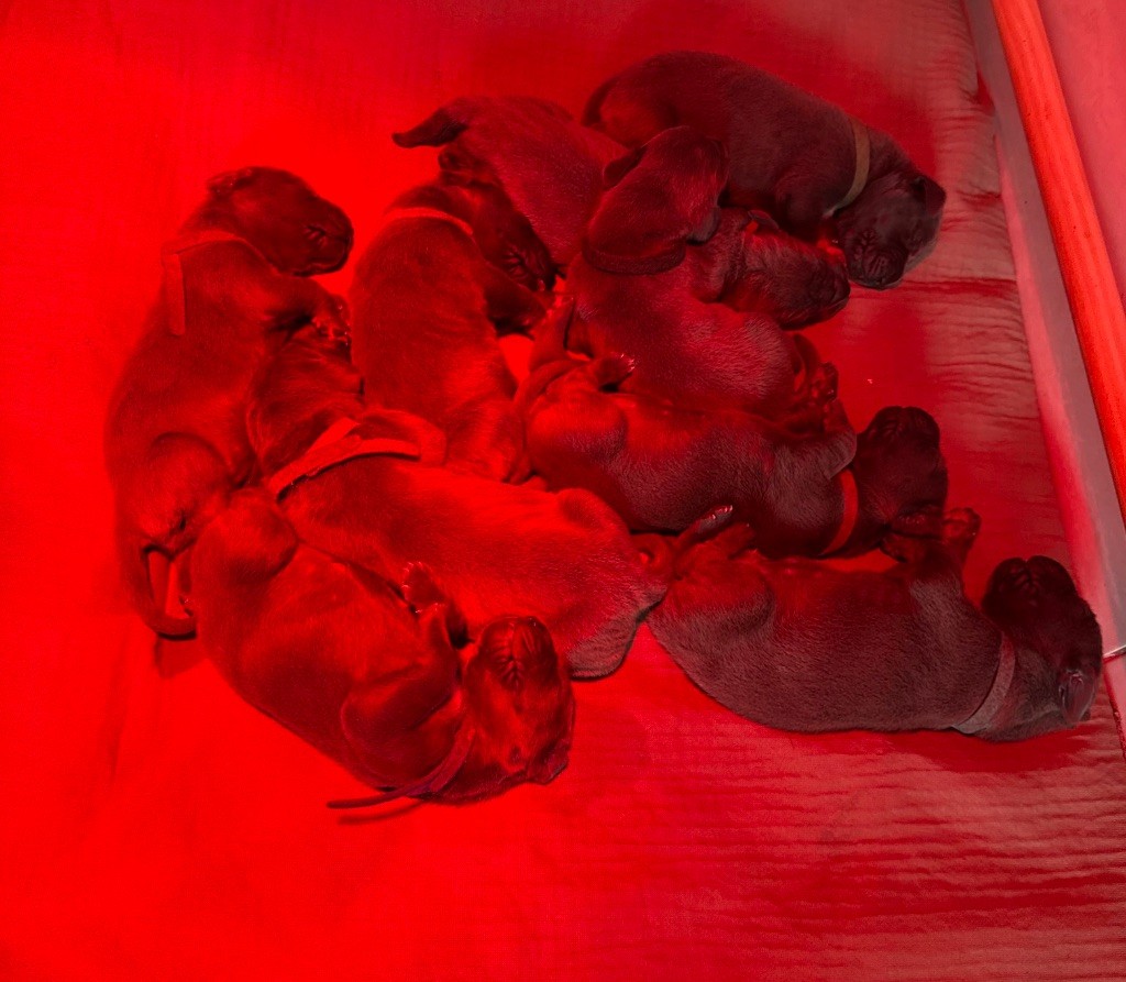 du jardin royal - Dogue allemand - Portée née le 21/10/2025