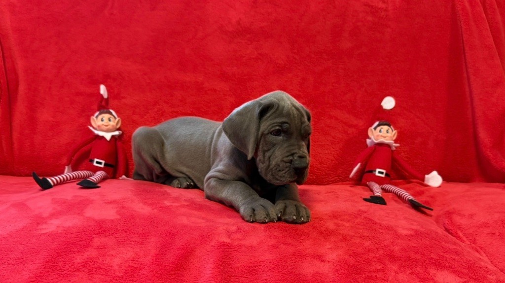 du jardin royal - Chiots disponibles - Dogue allemand